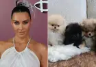 Kim Kardashian Reveals Four New Puppies for Kids Amid PETA Criticism