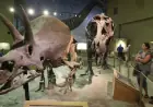 Triceratops Fossil Auction Could Reach $5.5M After 30 Years in Wyoming Museum