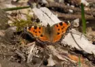 Large Tortoiseshell butterfly no longer extinct in UK, but its comeback raises new uncertainties