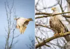 White Bald Eagle photos in Missouri spotlight a rare genetic condition