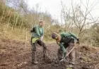 Fifty Japanese Cherry Blossom Trees Planted at The Eden Project