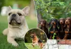 Tiny Dog Breed Dominates as America’s Favorite for Fourth Consecutive Year