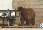 Bear Appears Behind TV Reporter in Live Broadcast