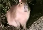 Authorities Narrow Search Area for Escaped Capybara on the Run