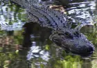Florida Officials Investigate Viral Airboat Video of Alligator Shooting