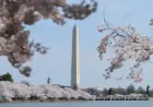 Washington’s Iconic Cherry Blossoms Reach Peak Bloom: Stunning Photos