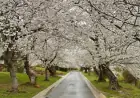 Experience Cherry Blossoms Without Crowds, Traffic, or Long Lines