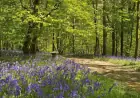 Discover Kent’s Best Bluebell Spots to Visit This Spring