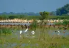 Ukraine’s Danube Delta Wetlands Degrade Due to Water Loss, Climate Change