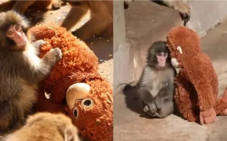 Punch the Monkey Japan Update Today: The World's Most Beloved Baby Macaque Is Finally Finding His Troop