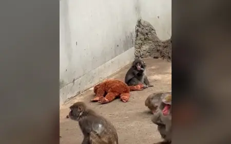 Punch the Monkey Update March 1, 2026: He Has Found His People — and His Big Brother