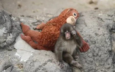 Punch the Monkey Update March 1, 2026: He Found His Big Brother and the Internet Is Finally Exhaling