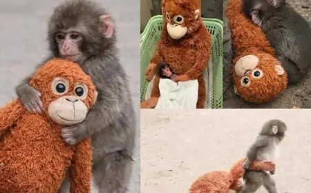Punch Monkey Update: Japan's Viral Baby Macaque Finds Big Brother and Eats Alone for the First Time