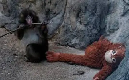 Punch Monkey: the tragedy of punch monkey rejected by mother