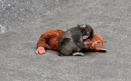 “Punch Monkey” Goes Viral, Turning a Baby Macaque’s Plush Toy Into a Global Obsession