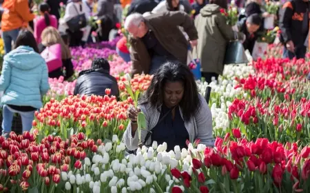 Tulip Day Washington Dc Brings 150,000 Tulips to the National Mall on March 15