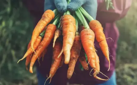 Middle East Conflict Sparks Fertilizer Shortage Fears for Quebec Farmers