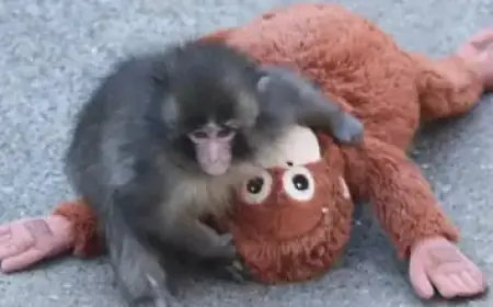 Australia’s Baseball Passion Unveiled: Facing Sparse Media Amid WBC Success