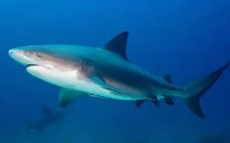 Shark Bites Snorkeler Near Popular Australian Tourist Spot