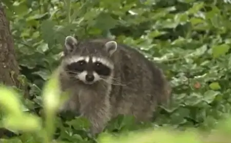 Raccoon Bites Two People in Old Town Alexandria, Health Officials Warn