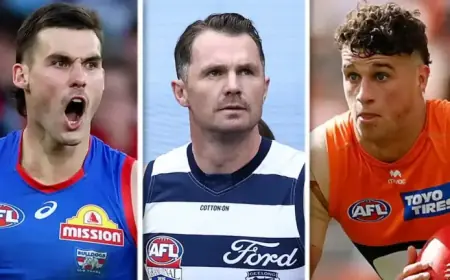 Dogs Star Returns, Cats Suffer Huge Loss, Giant Player Announced