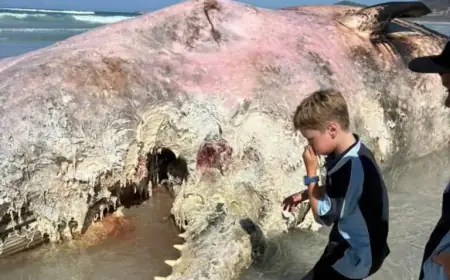 Whale Carcass Found on Denison Beach Near Bicheno
