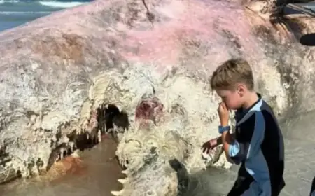 Whale Carcass Discovered on Denison Beach Near Bicheno