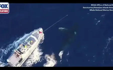 Hawaiian Sanctuary Boldly Protects Humpback Whales