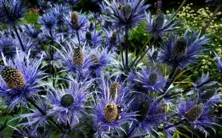 Alan Titchmarsh Shares 7 Low-Maintenance Plants for Effortless Gardening