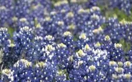 The Hurt Locker: March 7 This Day in History Highlights Texas Bluebonnet