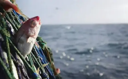 Haddock Quota Decreases 57% in Parts of N.S., N.B. Starting April 1