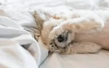 Daylight Savings 2026 Begins Sunday; Most Americans Lose an Hour of Sleep