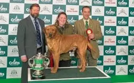 Trieymoedd Snipes Whisper Clyde Wins Northesk Trophy — Who Won Crufts Answered