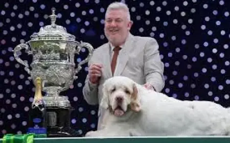 Crufts Results 2026: Clumber Spaniel Bruin Wins Best in Show Title
