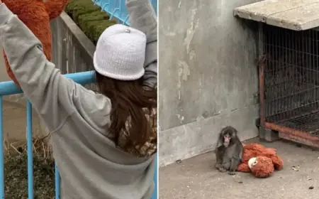 Lisa of Blackpink Teams Up with Punch The Monkey