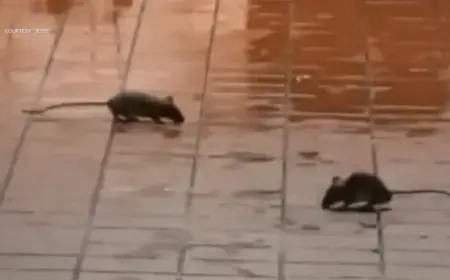 Mcdonald’s Denies Human-Meat Rumor as Dinuba Location Closes After Video