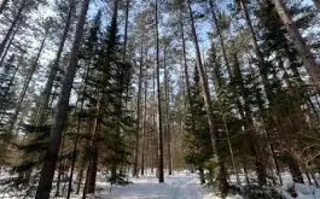 Sootoday: Power Restored for 403 Customers; Weather Risks and Confirmed Creek Death