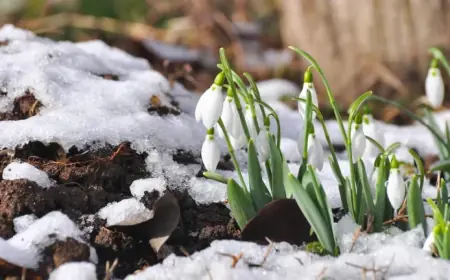 Printemps 2026 Brings Three Start Dates for Québec and Local Programs