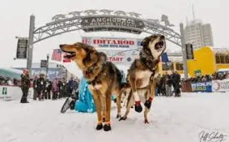 Iditarod 54 begins as Willow restart turns ceremony into official race