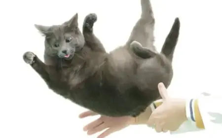 Flexible Feline Spines Unlock Secrets to the “Falling Cat” Phenomenon