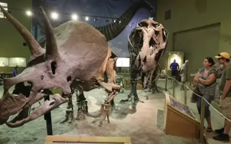 Triceratops Fossil Auction Could Reach $5.5M After 30 Years in Wyoming Museum