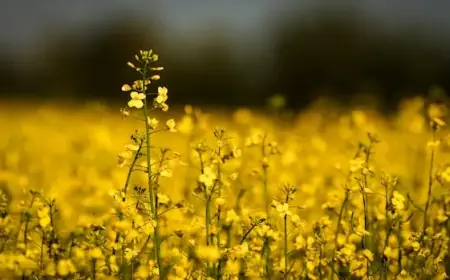 Fertilizer Prices Surge Amid Iran Conflict, Threatening Canadian Farmers