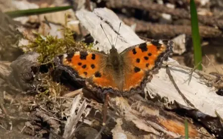 Large Tortoiseshell butterfly no longer extinct in UK, but its comeback raises new uncertainties