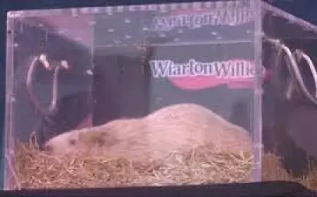 South Bruce Peninsula announces death of Wiarton Willie
