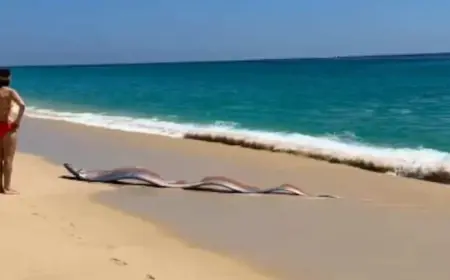 Poisson Ruban Encounter in Cabo San Lucas: Sisters Lead a Moment of Rescue on the Shore