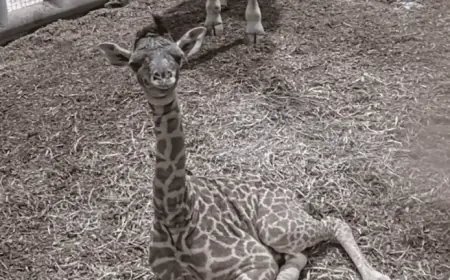 Toronto Zoo vs. Public Naming: What the New Giraffe Reveals