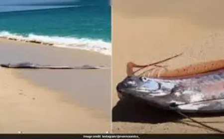 Doomsday Fish vs. Unsupported Browser Notice: What the comparison reveals