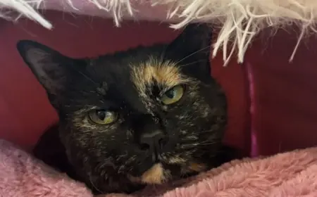 Mi: Union City tornado recovery highlights missing pets and scattered documents