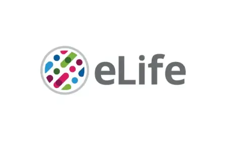 Reconstructing Movies from Mouse Brain Activity