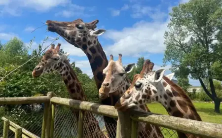 Chester Zoo Recovers After Attractions Lose £137K in Single Day